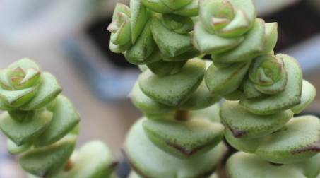 原创盆栽的多肉钱串子教你养护细节叶子一串接一串真可爱