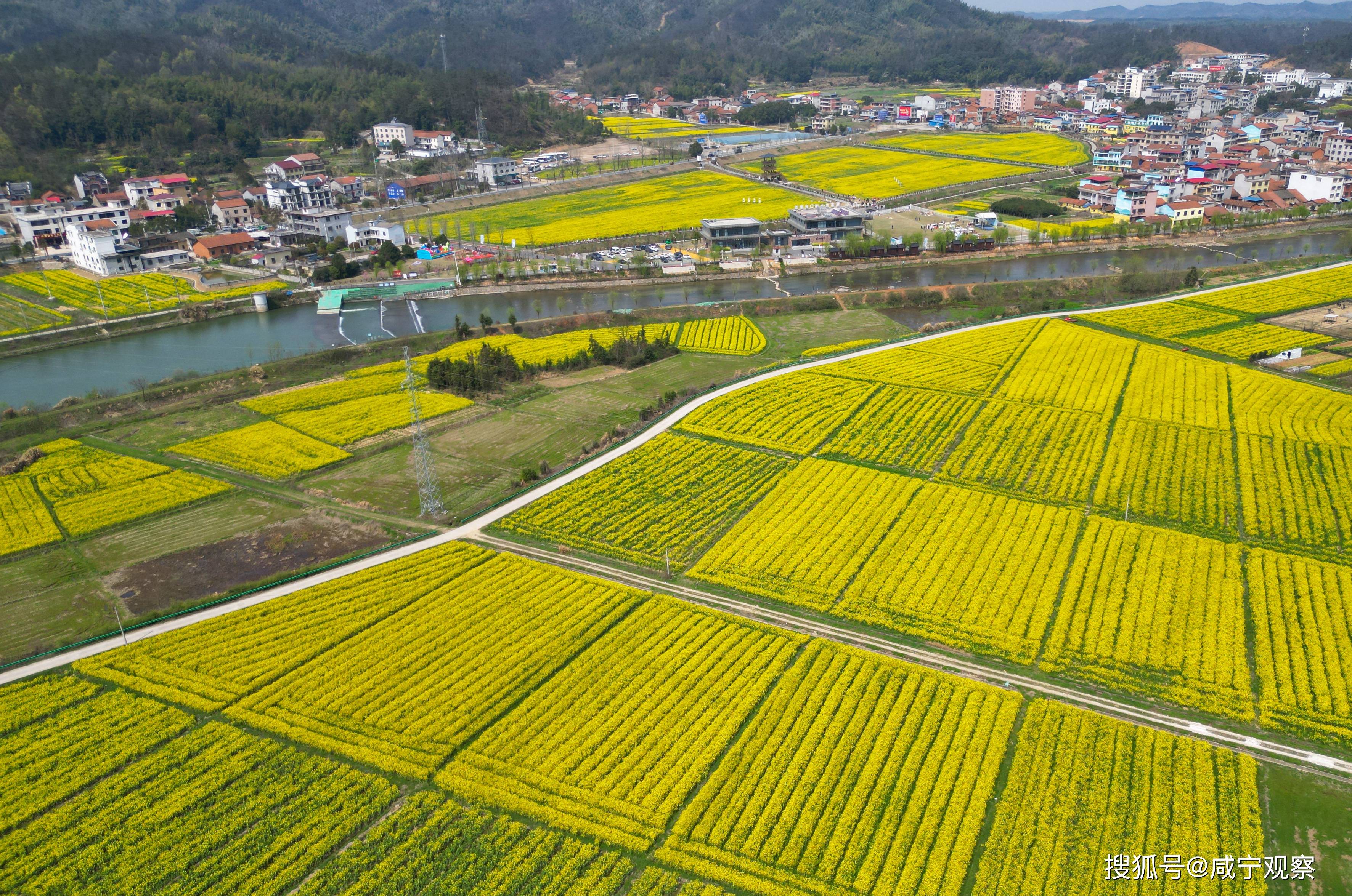 向阳而生自然撒野咸安高桥镇油菜花节正式启动