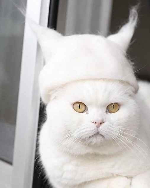 这帅气的发型是不是迷倒众生了呀可爱的猫咪玩偶换一个角度看这些掉落