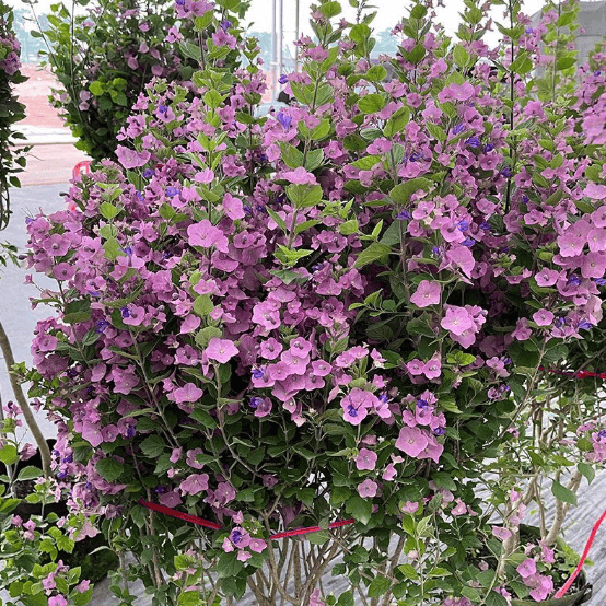 蓝妖:粉苞冬红花怎么养护和管理才能开花,答案就在这!