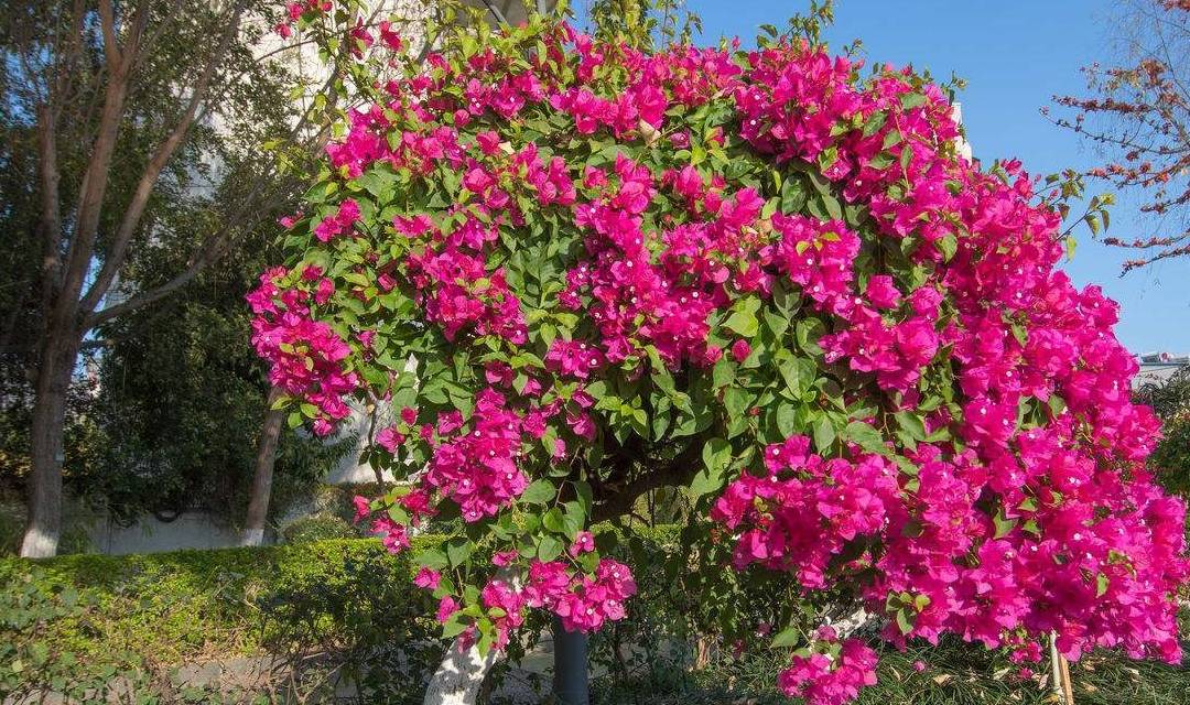 原创三角梅四季开花有秘诀做好这几点四季赏景