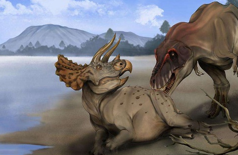 不过在食草恐龙中来说,三角龙的战斗力其实算是比较厉害的,虽然经常沦