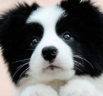 整体形状比较瘦,腿比较细长,可是要当心了,因为苏牧和小喜是长腿的