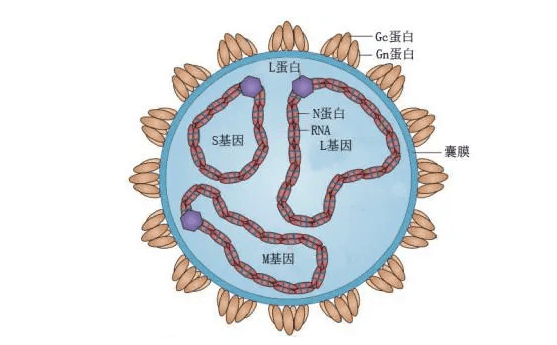 布尼亚病毒是具球形,有包膜和分节段负链 rna的 1科病毒