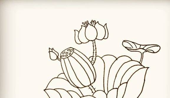 荷花简笔画怎么画荷花的画法