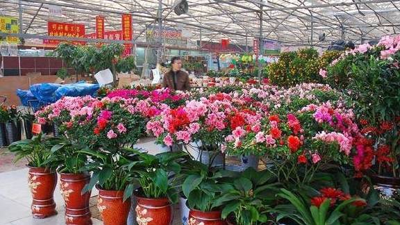 又到了春暖花开的季节,想必很多花友都会去花卉市场看一些绿植盆栽,有