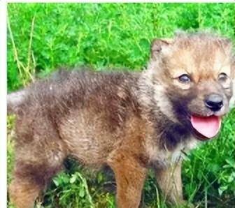 原创2006年济源男子养了一只小狗越养越不对劲专家鉴定后傻眼