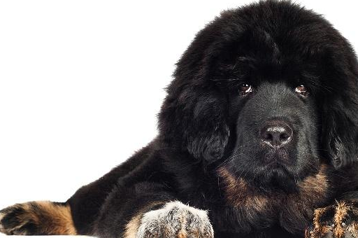 藏獒_纯种_品种