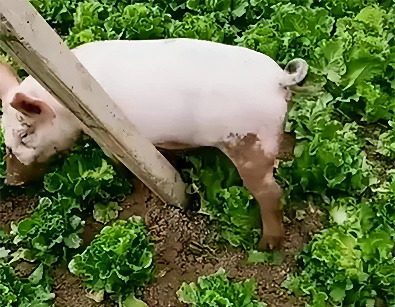 原创老人养出900公斤的大猪把它当命根子死后捐给展览馆成了宝贝