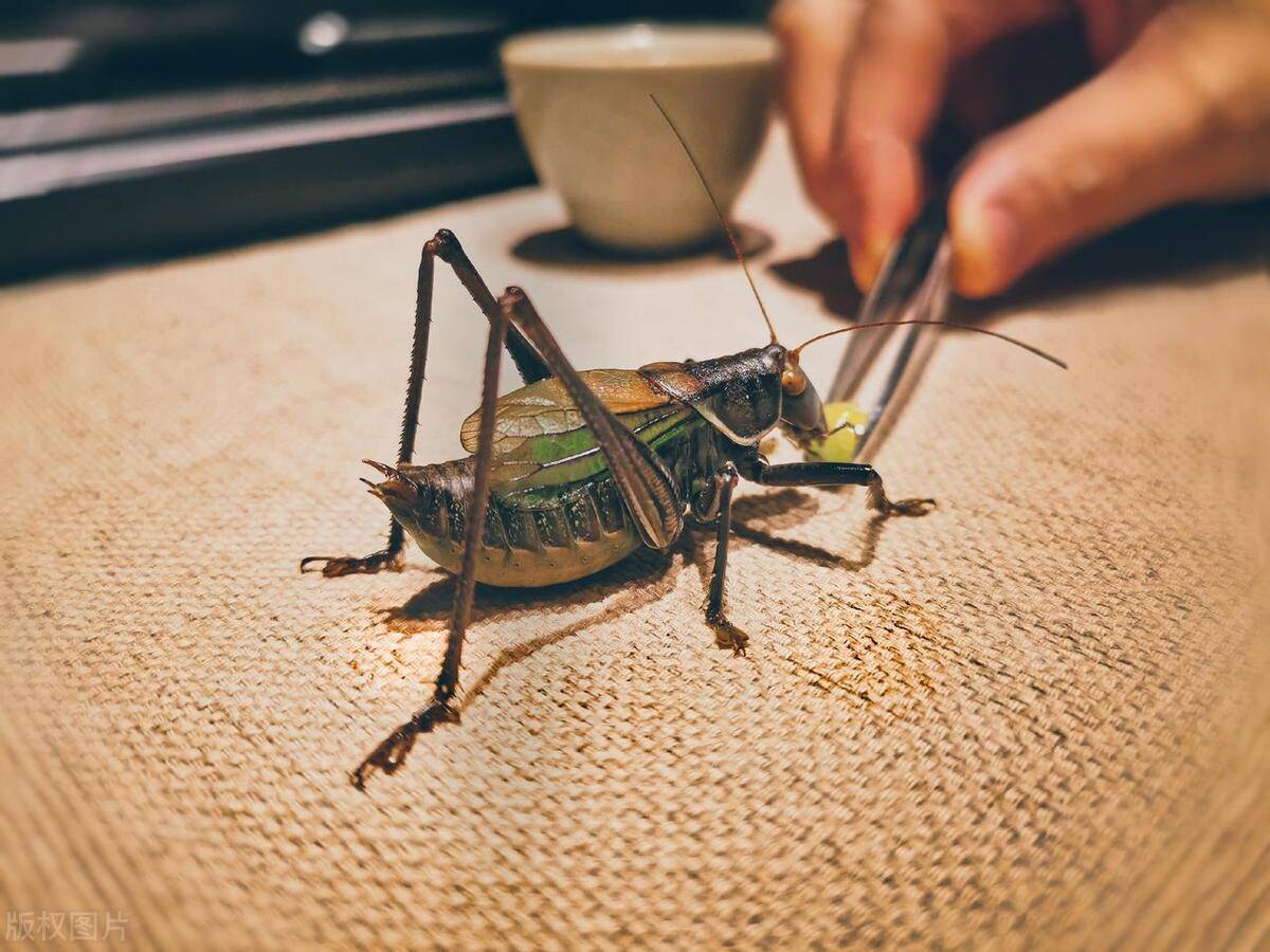 蟋蟀_文化_人们