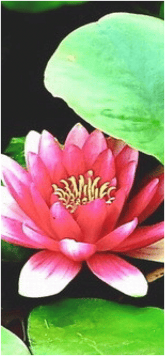 诗意江城花开君已至湖中孤芳醒诗人赵刚咏荷诗欣赏三