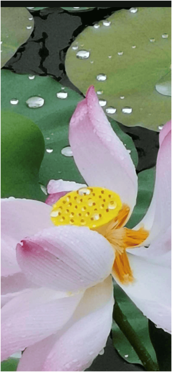 诗意江城花开君已至湖中孤芳醒诗人赵刚咏荷诗欣赏三