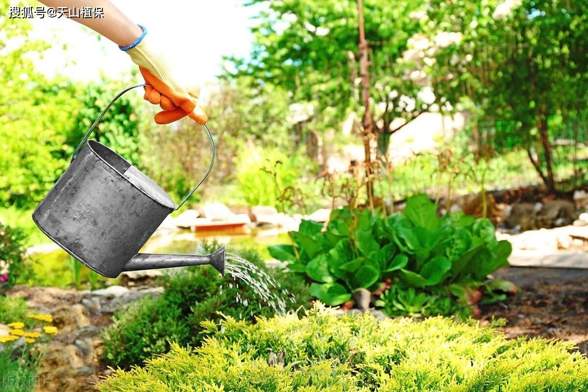 均匀浇水:使用喷壶或浇水器,将稀释后的尿素溶液均匀地浇在蔬菜植株