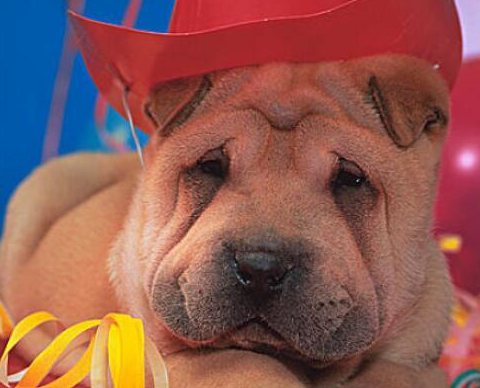 你知道中国第一斗狗吗沙皮犬颠覆你的想象