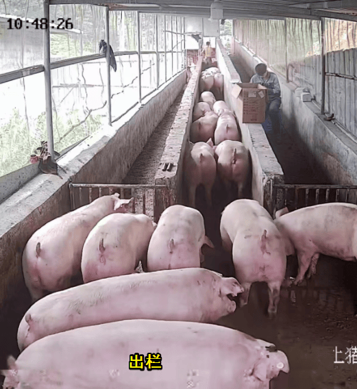 广西南宁这个养殖场运用菌酶结合多功能养猪增利宝成功