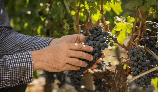 十八罗汉都是谁智利葡萄酒的顶端代表