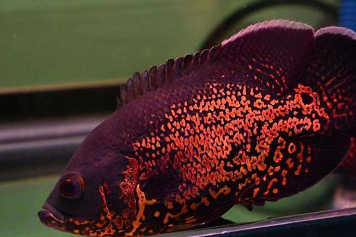 原创隔离治疗就好一合缸就坏事这样的观赏鱼是哪里出了问题