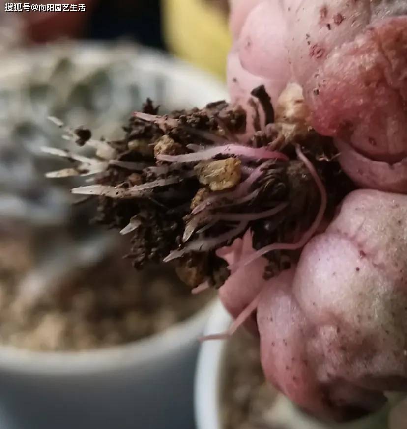 多肉不发根咋办不用着急晾晒1个月毛细根呼呼长