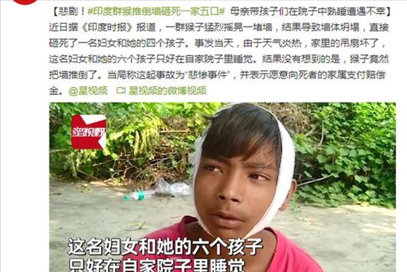 原创猴子比人还金贵杀人越货的印度猴子究竟是怎么练成的