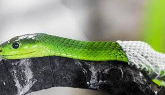 镜头拍下毒蛇蜕皮罕见全过程,看着让人大呼过瘾!