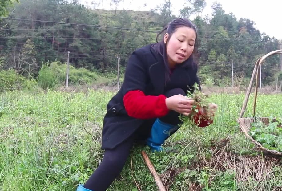 农村大姐野外挖了一种野菜连根带叶都可以吃营养比牛奶还要高