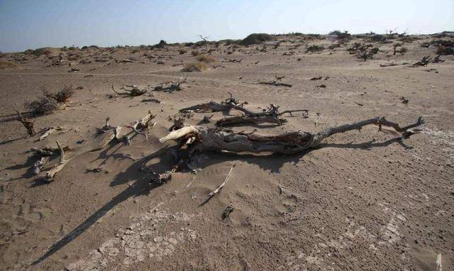 原创唐朝掘墓者黄巢穴攻入广州杀10多万外国人让大唐走向灭亡