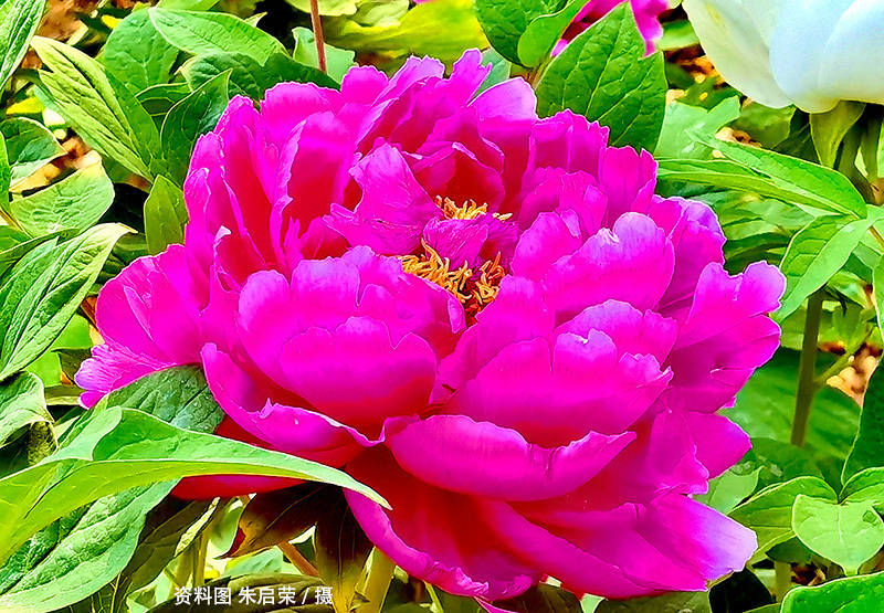 【散文随笔】牡丹花下死,做鬼也风流_美的_汤显祖_感觉