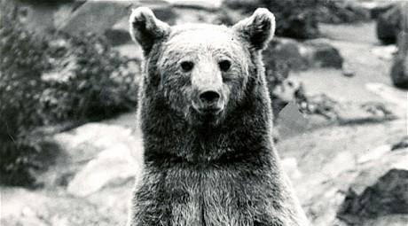 二战中最特殊的熊兵抽烟喝酒搬运炮弹最终还被授予二等兵