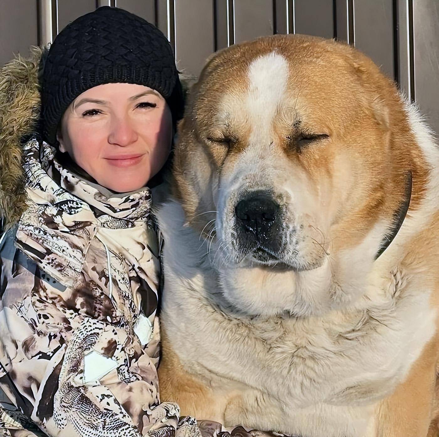 阿拉拜犬,它们的魁梧身材绝对让人震撼.