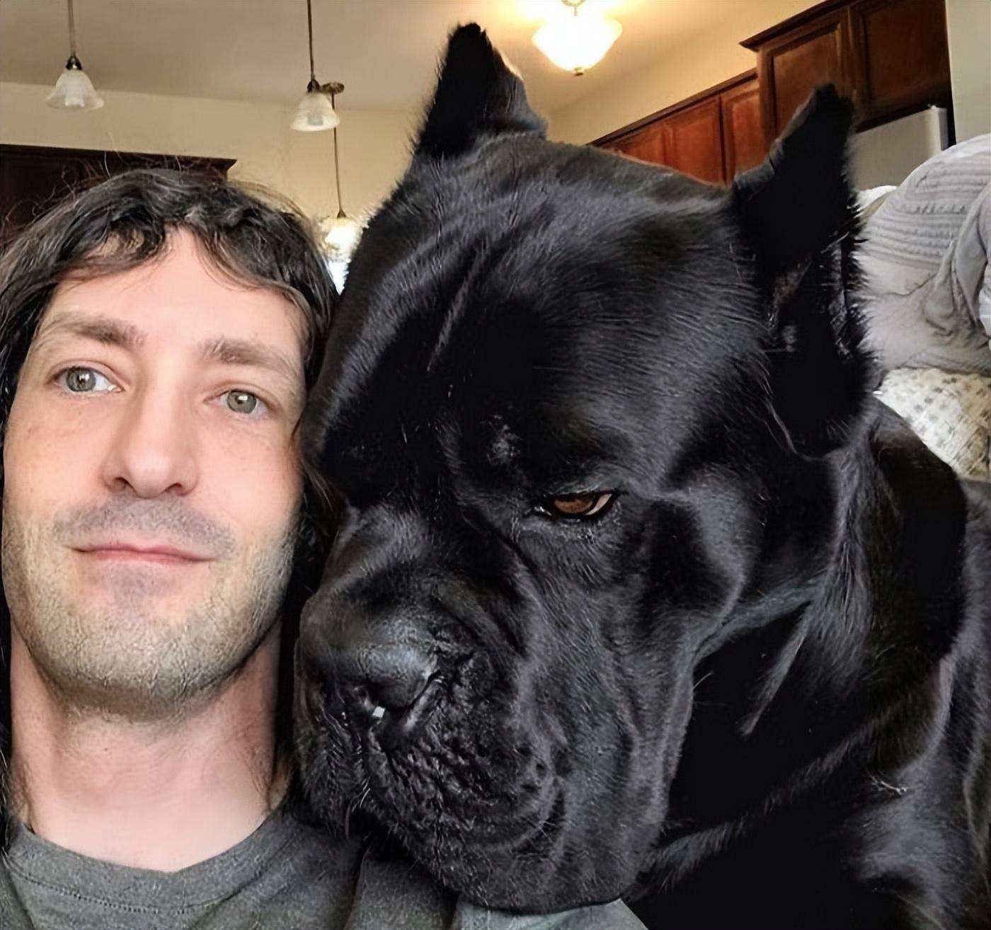 原创32只绝对单位的狗狗向你展示什么是巨大的存在