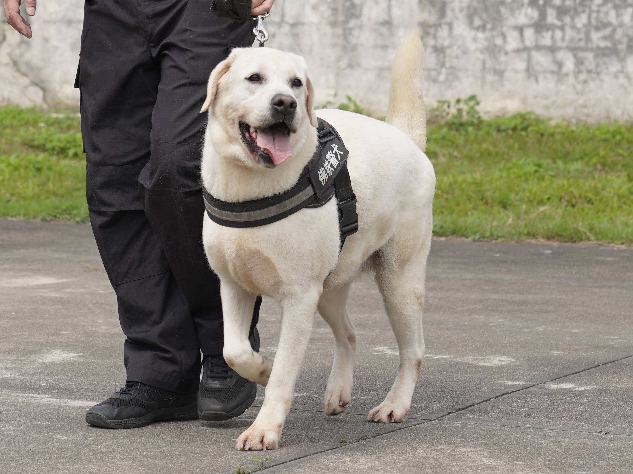 >一起来认识警犬工作队的警犬小明星吧 拉布拉多犬——迪莫自加入