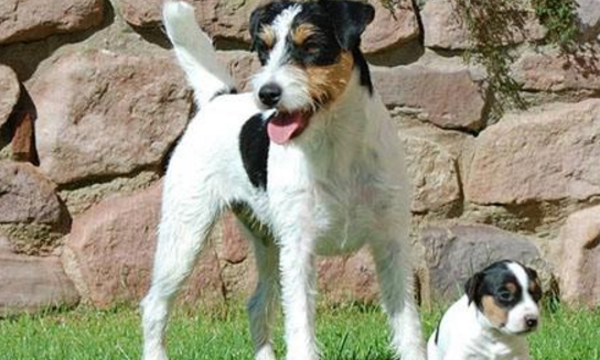 最像土狗的4种"名犬",在路上看到了,赶紧捡回家!_澳洲_日本_英国