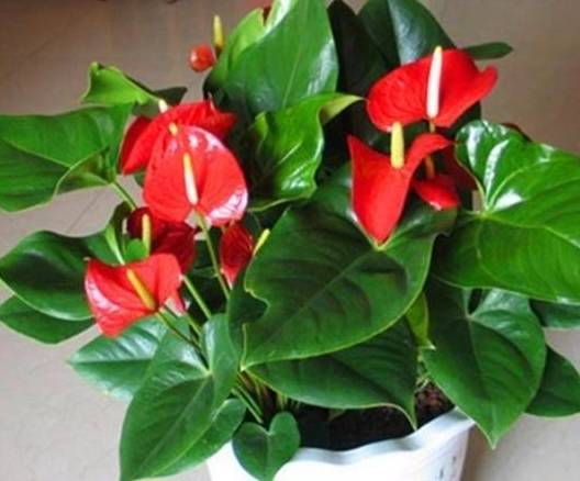 原创一年之计在于春现在养3种幸运花花期长开花旺事事顺