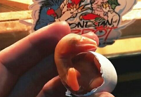 小鸟儿破壳而出,全身通红通透,一根羽毛也没有,连眼睛也没发育完全