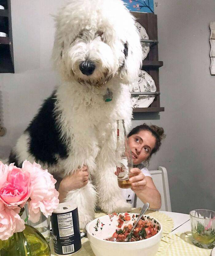 28只巨大的狗,震撼来袭