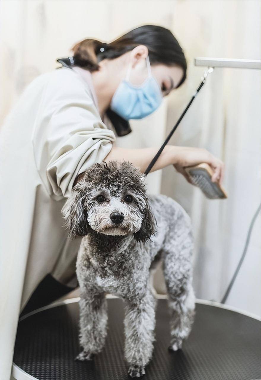 原创泰迪犬毛发护理指南泰迪犬理发哪里更合适毛发护理全方位对比