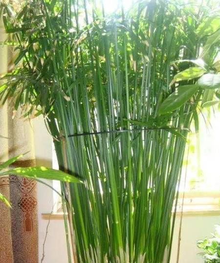 原创这10种花最喜水越浇越疯长这下不用担心烂根了