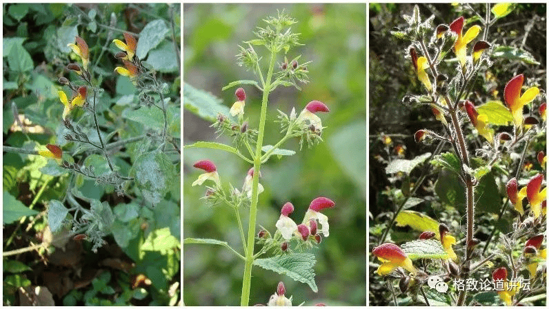 为了找到那根烤羊排上的草他把泛喜马拉雅地区翻了个遍