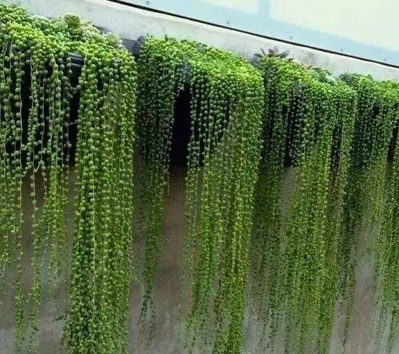 原创这10种花最喜水越浇越疯长这下不用担心烂根了