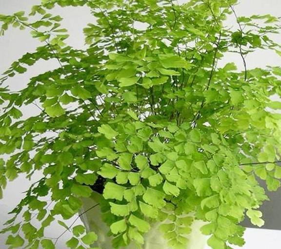 背景 壁纸 绿色 绿叶 树叶 植物 桌面 576_512