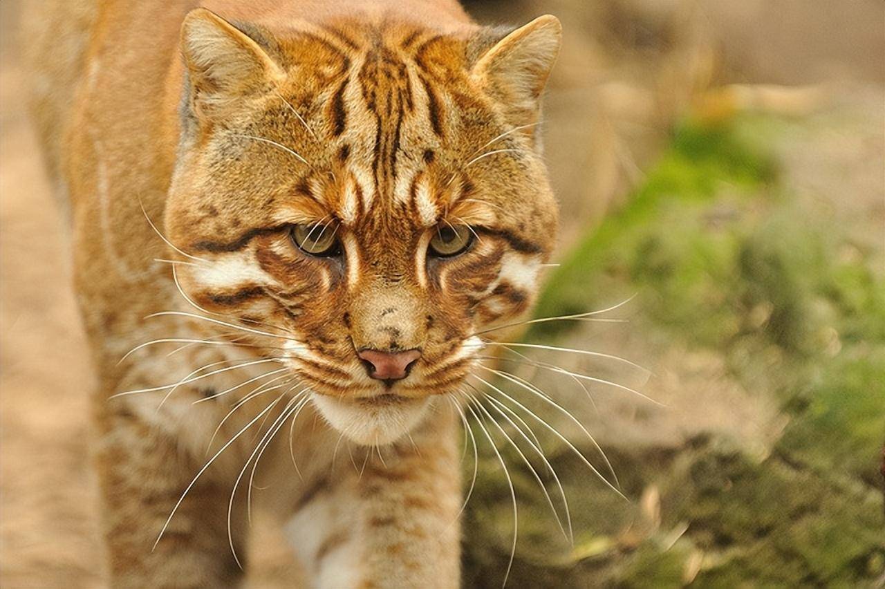 四川木里拍到神秘"金彪":系一级保护动物,又被称为"黄虎"_金猫_生活