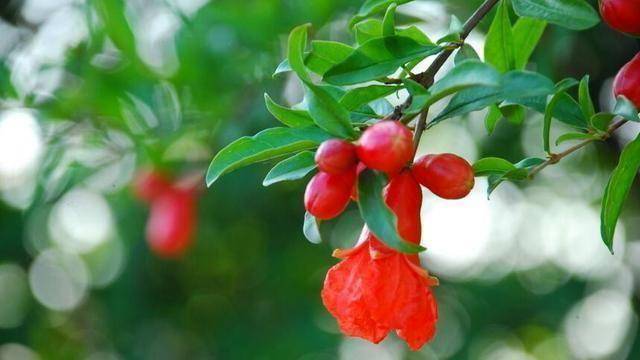 晏殊的《踏莎行》:小径红稀,芳郊绿遍,高台树色阴阳见.