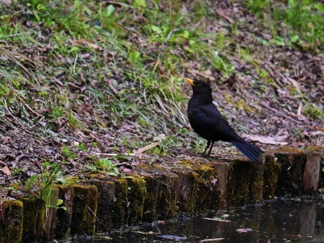 ta们就是→_黑色_精灵_鸟类