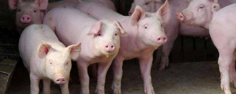 猪不吃食是什么原因中国养猪网如何解决