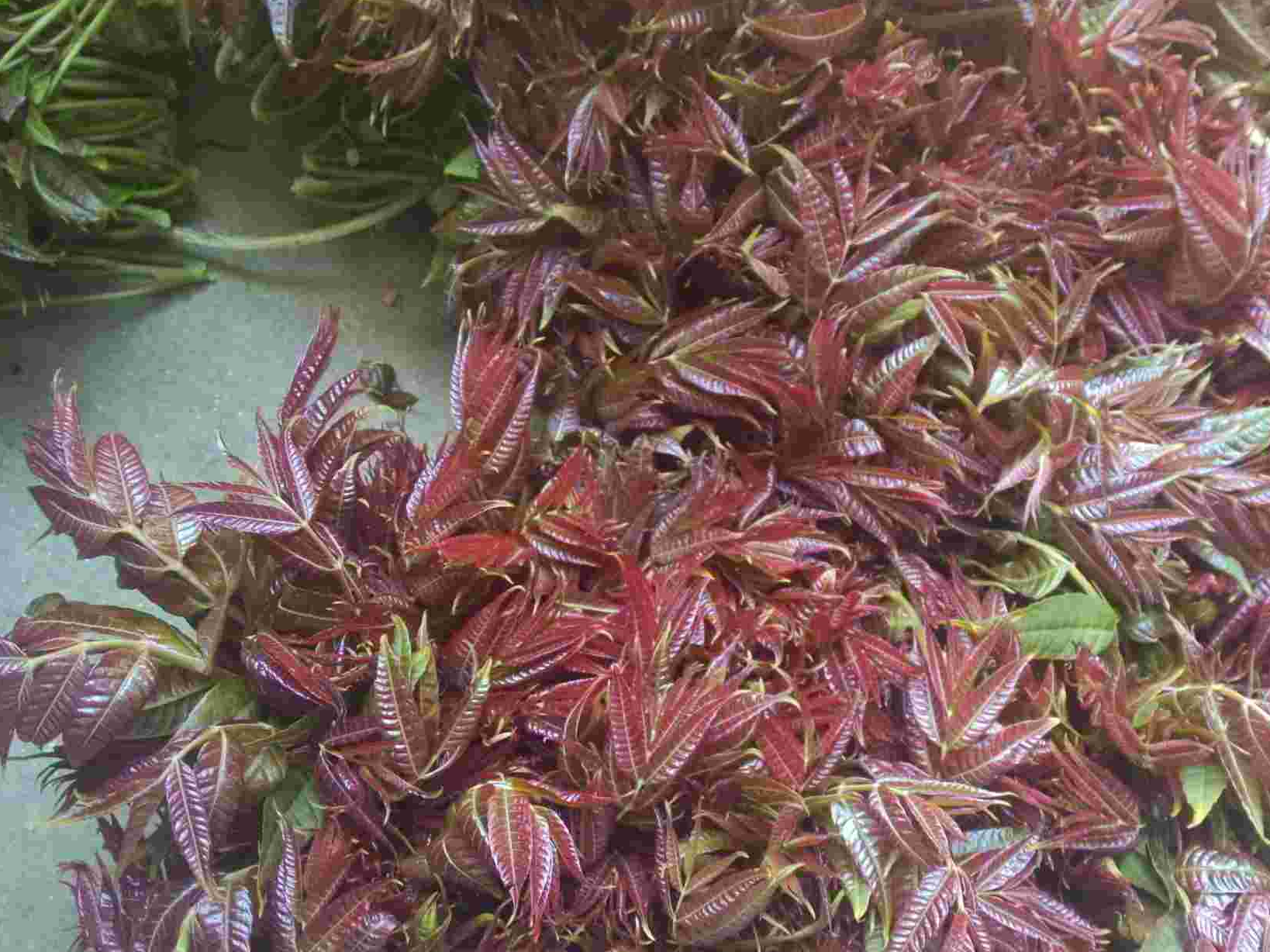 背景 壁纸 绿色 绿叶 树叶 植物 桌面 1638_1228