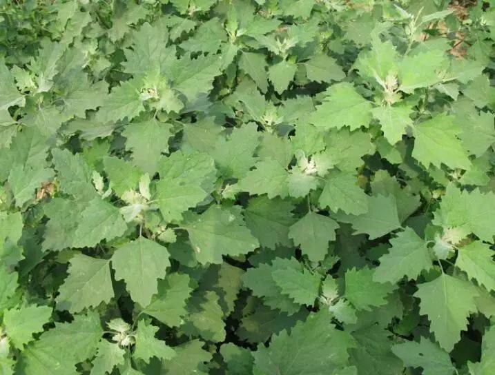 江苏惠明农产品流通中心有限公司中草药菟丝子是什么