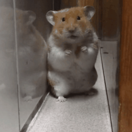 原创仓鼠气的都没脾气了只因主人一直撸鼠毫不顾及鼠鼠的感受