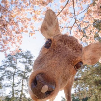 准备去日本旅游吗,小心被奈良鹿攻击哦_小鹿_故事_游客