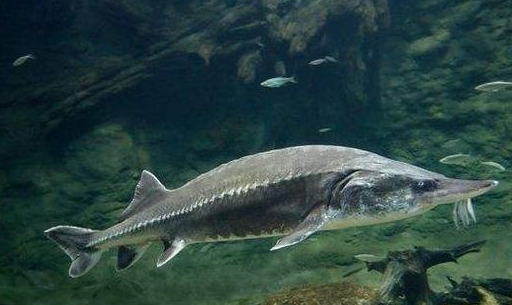 原创动物趣闻盘点世界上濒危的六种鲟鱼中国有两种上榜