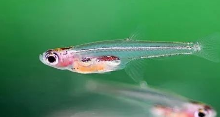 除此之外,在媒体跟某些娱乐性论坛的渲染下,胖婴鱼成了世界上最小的